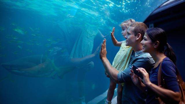 Man, woman and child looking in giant fishtank